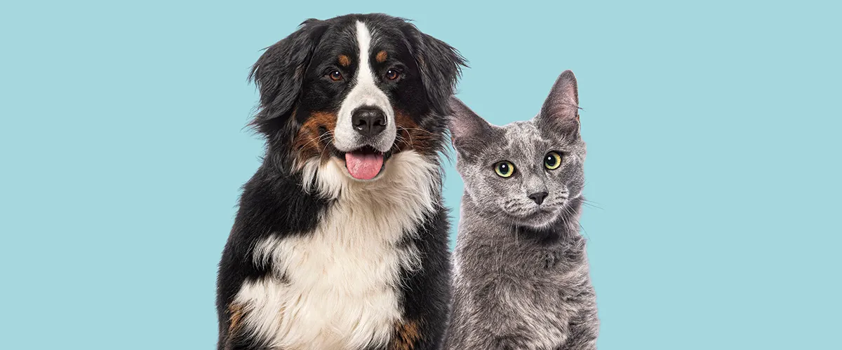 Leben mit Haustierallergien: alles, was Sie wissen müssen