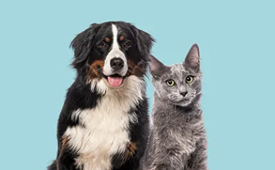 Leben mit Haustierallergien: alles, was Sie wissen müssen