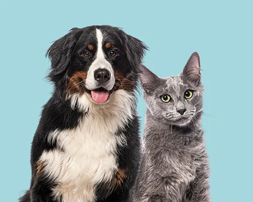 Leben mit Haustierallergien: alles, was Sie wissen müssen