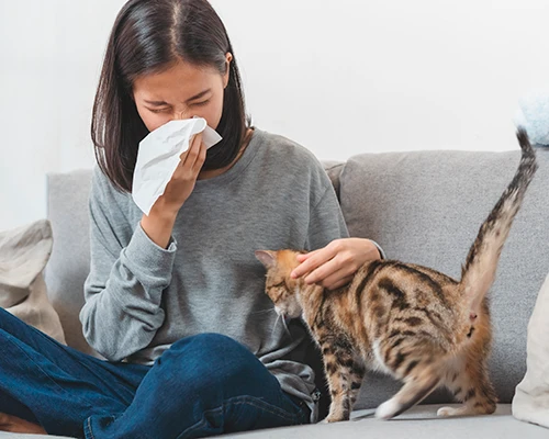 Katzenallergie: alles, was Sie wissen müssen